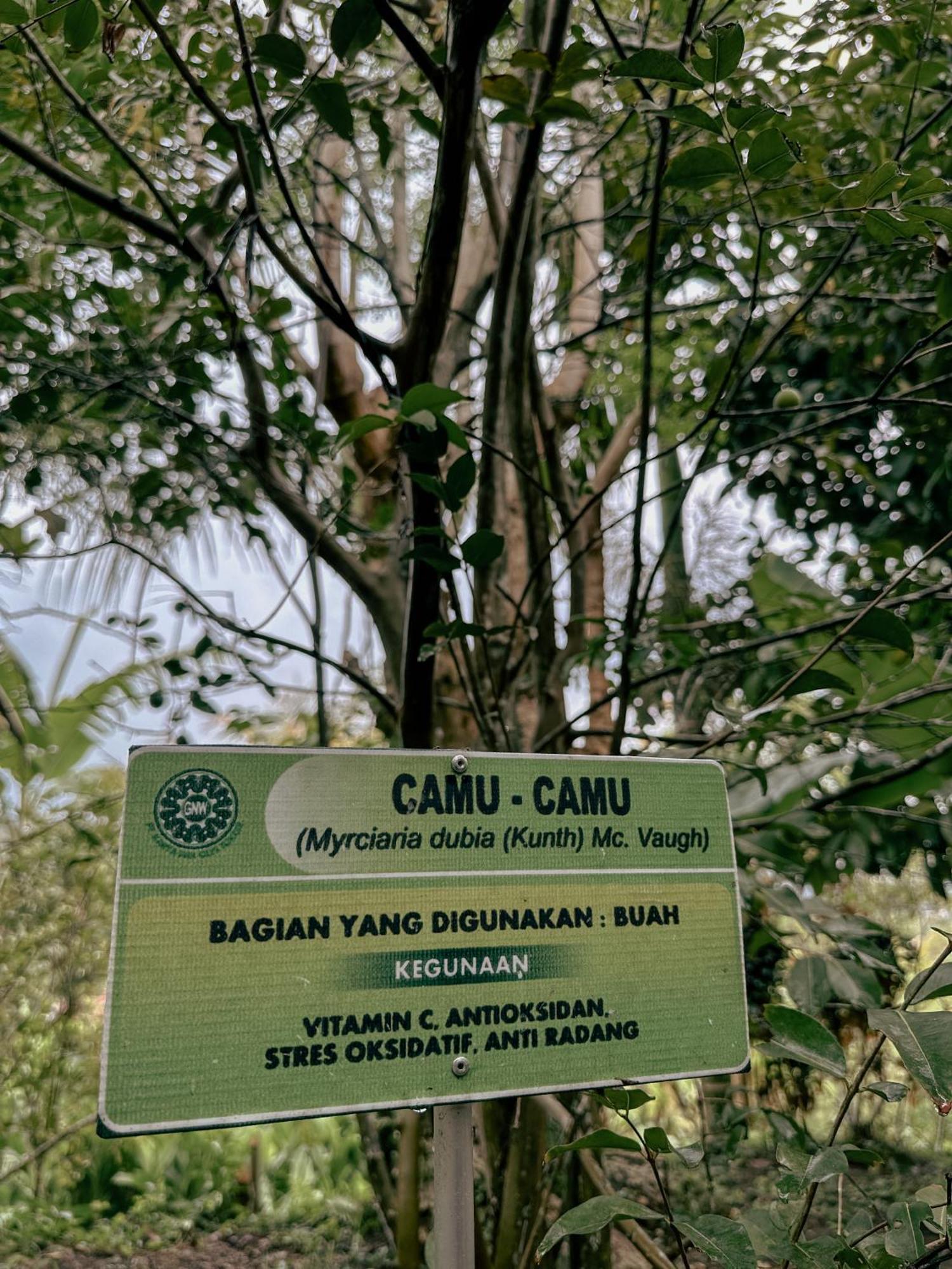 Villa Ipsa Munduk Dış mekan fotoğraf
